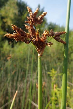 Schoenoplectus lacustris \ Gewhnliche Teichsimse, Grne Seebinse / Common Club-Rush, D Rheinstetten-Silberstreifen 23.7.2022