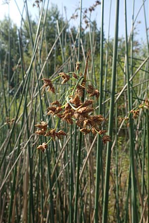 Schoenoplectus lacustris / Common Club-Rush, D Rheinstetten-Silberstreifen 23.7.2022