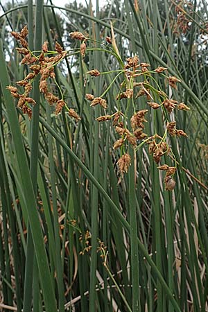 Schoenoplectus lacustris \ Gewhnliche Teichsimse, Grne Seebinse, D Römerberg 23.7.2022