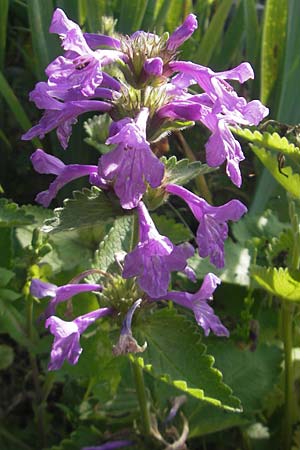 Betonica grandiflora \ Grobltige Betonie / Big Sage, D  23.6.2012