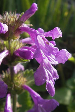 Betonica grandiflora \ Grobltige Betonie / Big Sage, D  23.6.2012