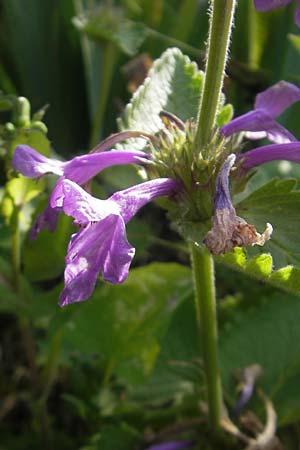 Betonica grandiflora \ Grobltige Betonie / Big Sage, D  23.6.2012