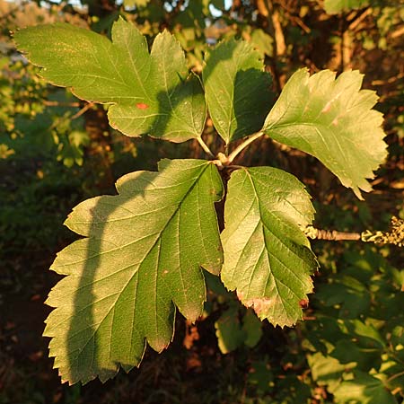 Sorbus intermedia \ Schwedische Mehlbeere, Bastard-Mehlbeere, D Reilingen 24.9.2015