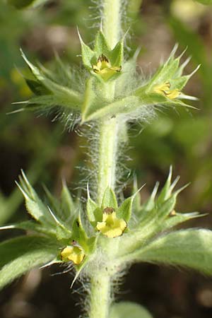 Sideritis montana \ Berg-Gliedkraut / Mountain Ironwort, D Mannheim 25.5.2016