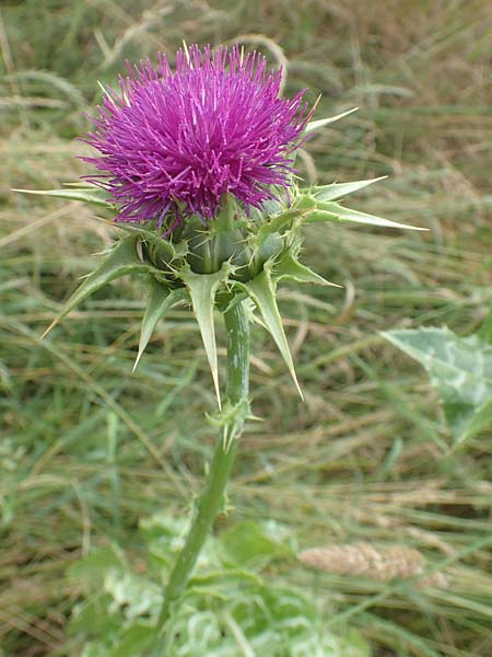 Silybum marianum \ Marien-Distel, D Sandhausen 16.6.2016