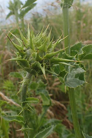 Silybum marianum \ Marien-Distel, D Sandhausen 16.6.2016