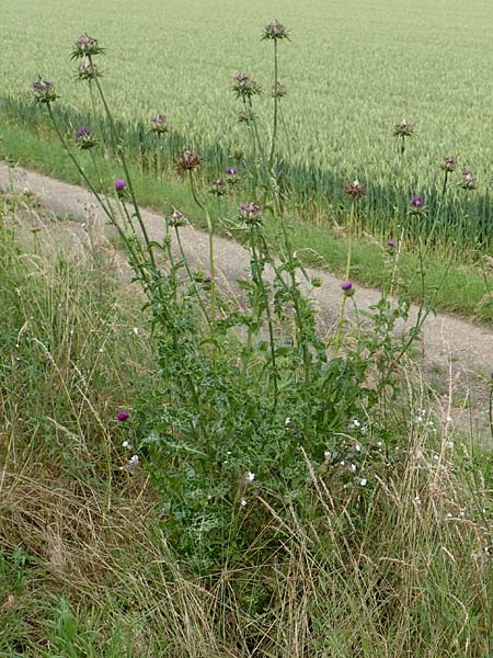 Silybum marianum \ Marien-Distel, D Sandhausen 16.6.2016