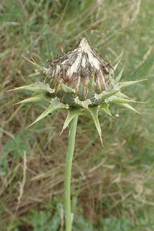 Silybum marianum \ Marien-Distel / Milk Thistle, D Sandhausen 16.6.2016