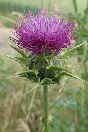 Silybum marianum \ Marien-Distel / Milk Thistle, D Sandhausen 16.6.2016