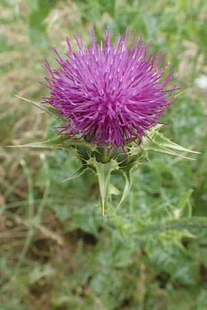 Silybum marianum \ Marien-Distel, D Sandhausen 16.6.2016