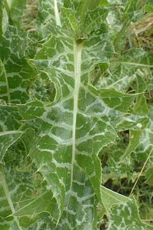 Silybum marianum / Milk Thistle, D Sandhausen 16.6.2016