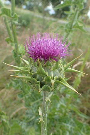 Silybum marianum \ Marien-Distel, D Sandhausen 16.6.2016