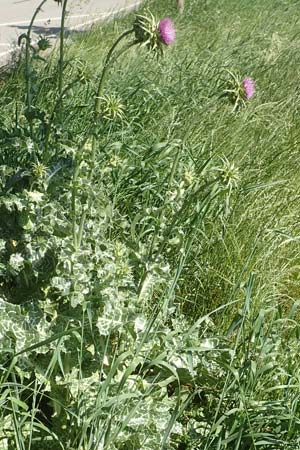 Silybum marianum \ Marien-Distel / Milk Thistle, D Lorsch 25.5.2017