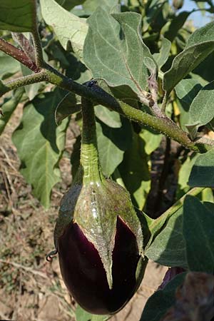 Solanum melongena \ Aubergine, Eierfrucht / Aubergine, Eggplant, D Mannheim 19.9.2018