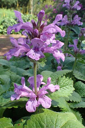 Stachys macrantha \ Grobltiger Ziest, Purpur-Ziest / Caucasus Woundwort, Betony Woundwort, D Botan. Gar. Krefeld 13.6.2019