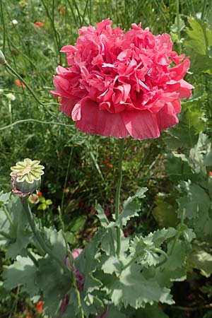 Papaver somniferum / Opium Poppy, D Frankfurt-Schwanheim 22.6.2019