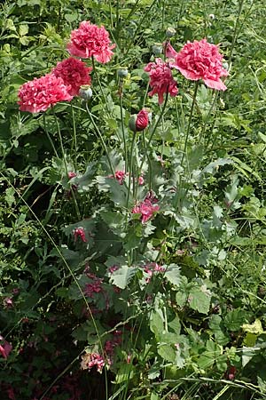 Papaver somniferum \ Schlaf-Mohn, D Frankfurt-Schwanheim 22.6.2019