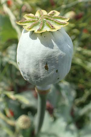 Papaver somniferum \ Schlaf-Mohn / Opium Poppy, D Frankfurt-Schwanheim 22.6.2019