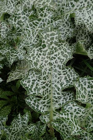 Silybum marianum \ Marien-Distel / Milk Thistle, D Mannheim 11.10.2019