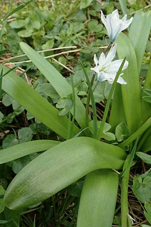 Scilla mischtschenkoana \ Persischer Blaustern, Kaukasische Sternhyazinthe, D Ludwigshafen 18.3.2020