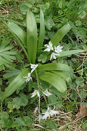 Scilla mischtschenkoana \ Persischer Blaustern, Kaukasische Sternhyazinthe / Early Scilla, White Squill, D Ludwigshafen 18.3.2020