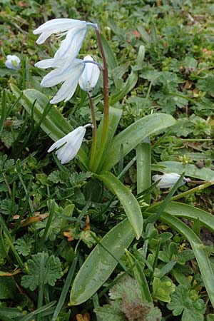 Scilla mischtschenkoana \ Persischer Blaustern, Kaukasische Sternhyazinthe / Early Scilla, White Squill, D Ludwigshafen 18.3.2021