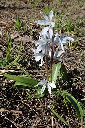 Scilla mischtschenkoana \ Persischer Blaustern, Kaukasische Sternhyazinthe / Early Scilla, White Squill, D Ludwigshafen 24.3.2021