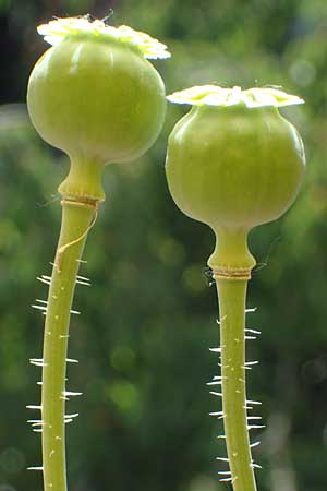 Papaver somniferum \ Schlaf-Mohn, D Mannheim 20.6.2021