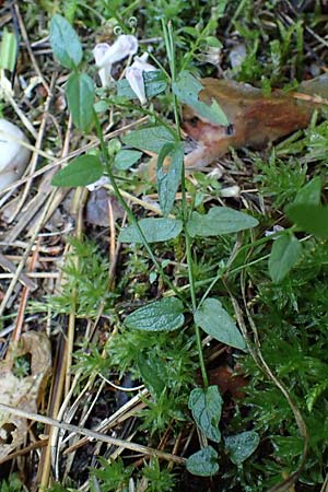 Scutellaria minor \ Kleines Helmkraut / Lesser Skullcap, D Mörfelden-Walldorf 14.8.2021