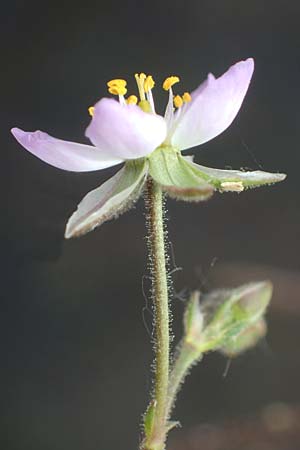 Spergularia media \ Flgelsamige Schuppenmiere / Greater Sea Spurrey, D Thüringen, Artern 11.6.2022