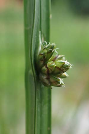 Schoenoplectiella mucronata \ Stachelspitzige Teichsimse / Bog Bulrush, D Freigericht 23.6.2023