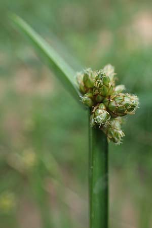 Schoenoplectiella mucronata \ Stachelspitzige Teichsimse / Bog Bulrush, D Freigericht 23.6.2023