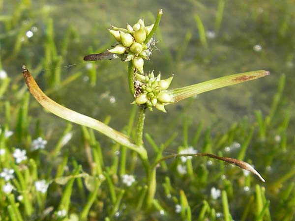 Sparganium natans \ Zwerg-Igelkolben, D Botan. Gar.  Universit.  Mainz 11.7.2009