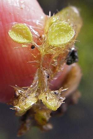 Salvinia natans / Floating Moss, D Altlussheim 26.5.2015