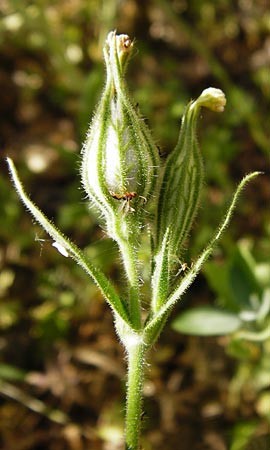 Silene noctiflora \ Nacht-Leimkraut, Acker-Lichtnelke / Night-Flowering Catchfly, D Mühlacker-Großglattbach 6.7.2015