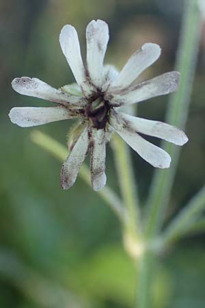 Silene nutans \ Nickendes Leimkraut, D Pfronten 28.6.2016