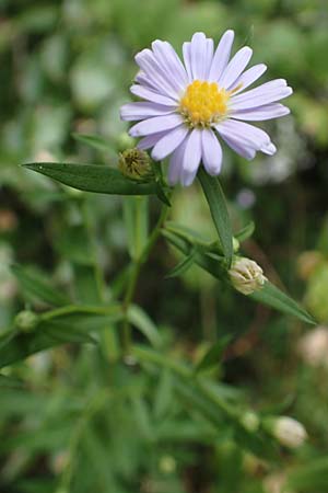 Symphyotrichum lanceolatum / Narrow-Leaved Michaelmas Daisy, White Panicle Aster, D Obernburg am Main 17.9.2016