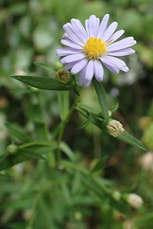 Symphyotrichum lanceolatum \ Lanzett-Herbst-Aster / Narrow-Leaved Michaelmas Daisy, White Panicle Aster, D Obernburg am Main 17.9.2016