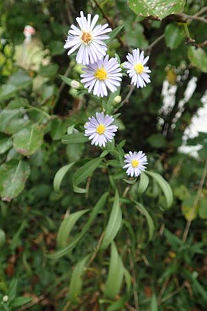 Symphyotrichum lanceolatum \ Lanzett-Herbst-Aster / Narrow-Leaved Michaelmas Daisy, White Panicle Aster, D Obernburg am Main 17.9.2016