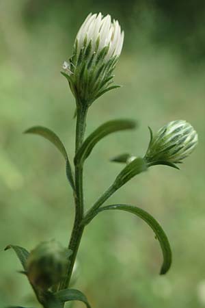 Symphyotrichum lanceolatum / Narrow-Leaved Michaelmas Daisy, White Panicle Aster, D Obernburg am Main 17.9.2016