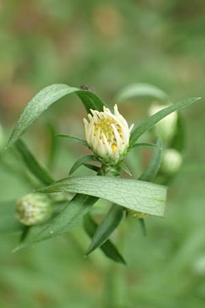 Symphyotrichum lanceolatum \ Lanzett-Herbst-Aster, D Obernburg am Main 17.9.2016