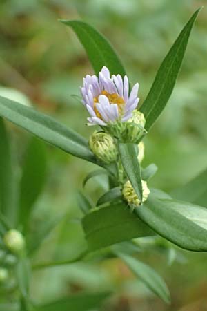 Symphyotrichum lanceolatum \ Lanzett-Herbst-Aster / Narrow-Leaved Michaelmas Daisy, White Panicle Aster, D Obernburg am Main 17.9.2016