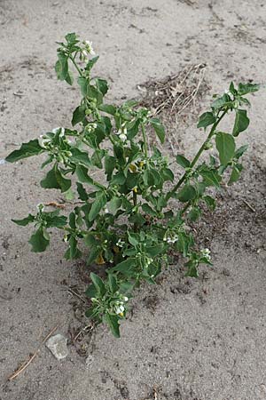 Solanum nigrum \ Schwarzer Nachtschatten, D Celle 24.8.2018