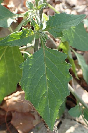 Solanum nigrum \ Schwarzer Nachtschatten / Black Nightshade, D Mannheim 11.10.2018