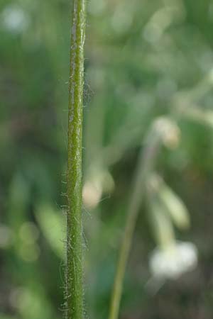 Silene nutans \ Nickendes Leimkraut / Nottingham Catchfly, D Mannheim 10.6.2021