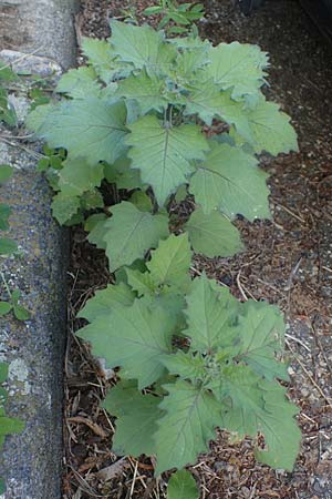 Solanum nigrum subsp. schultesii / Schultes's Nightshade, D Mannheim 11.7.2021