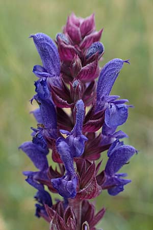 Salvia nemorosa \ Hain-Salbei, Steppen-Salbei, D Thüringen, Erfurt 6.6.2022