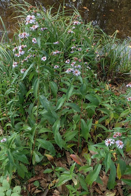 Symphyotrichum novi-belgii \ Neubelgische Herbst-Aster / Michaelmas Daisy, New York Aster, D Eppenbrunn 3.11.2022