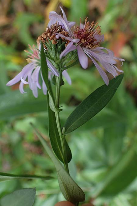 Symphyotrichum novi-belgii \ Neubelgische Herbst-Aster, D Eppenbrunn 3.11.2022