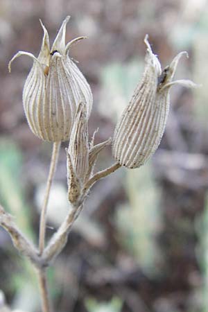 Silene conica \ Kegel-Leimkraut / Sand Campion, D Sandhausen 2.7.2015